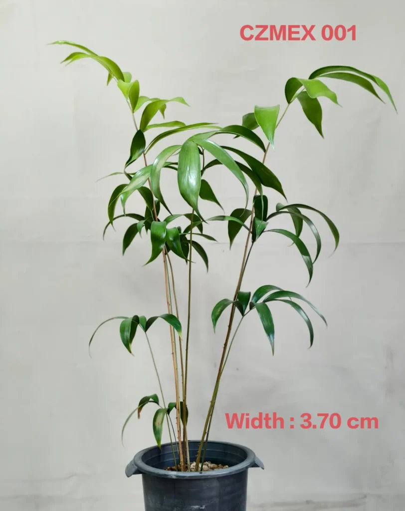 Ceratozamia Mexicana (CZMEX001)