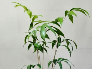 Ceratozamia Mexicana CZMEX001
