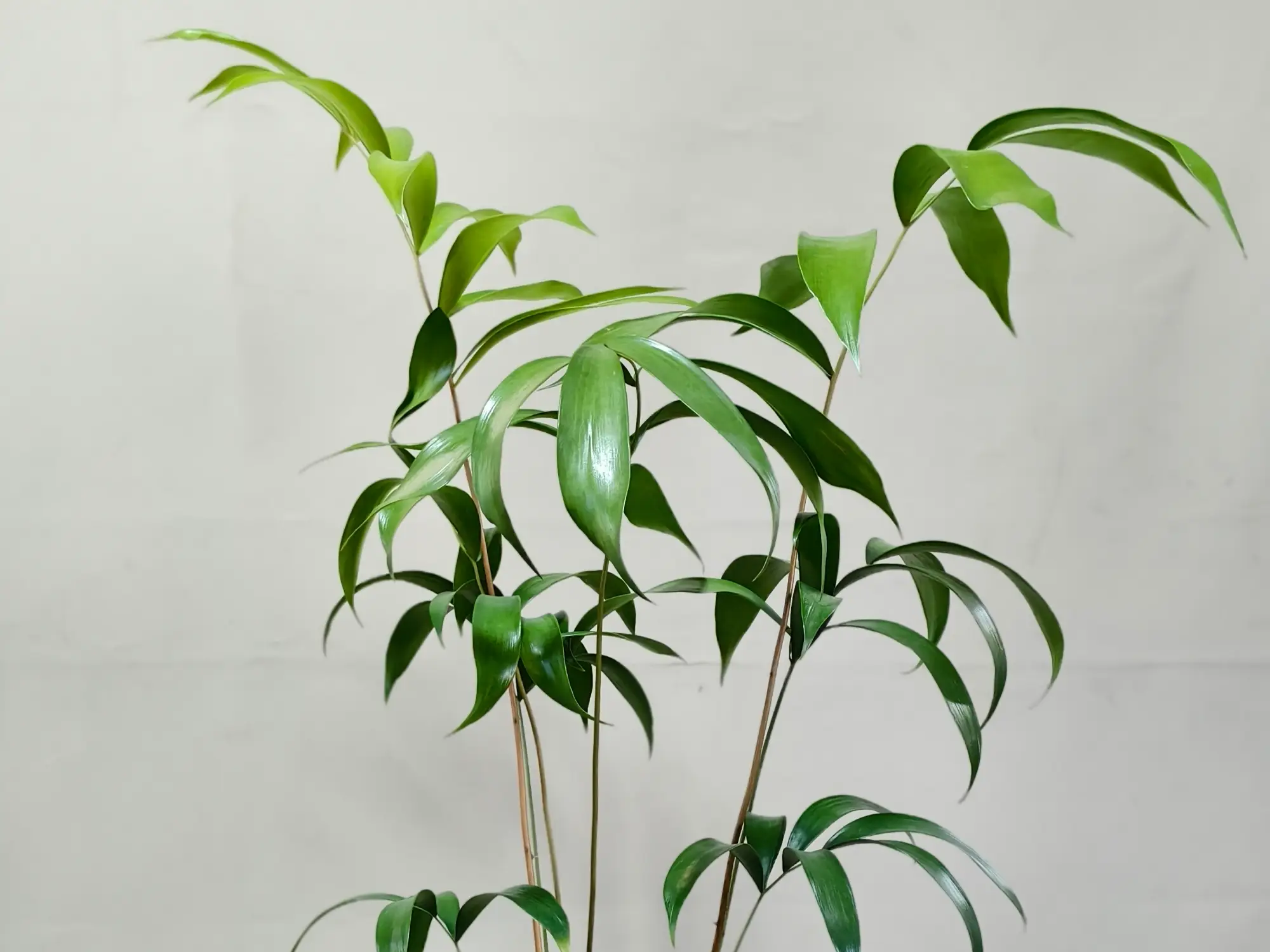 Ceratozamia Mexicana CZMEX001