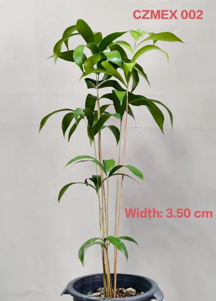 Ceratozamia Mexicana (CZMEX002)