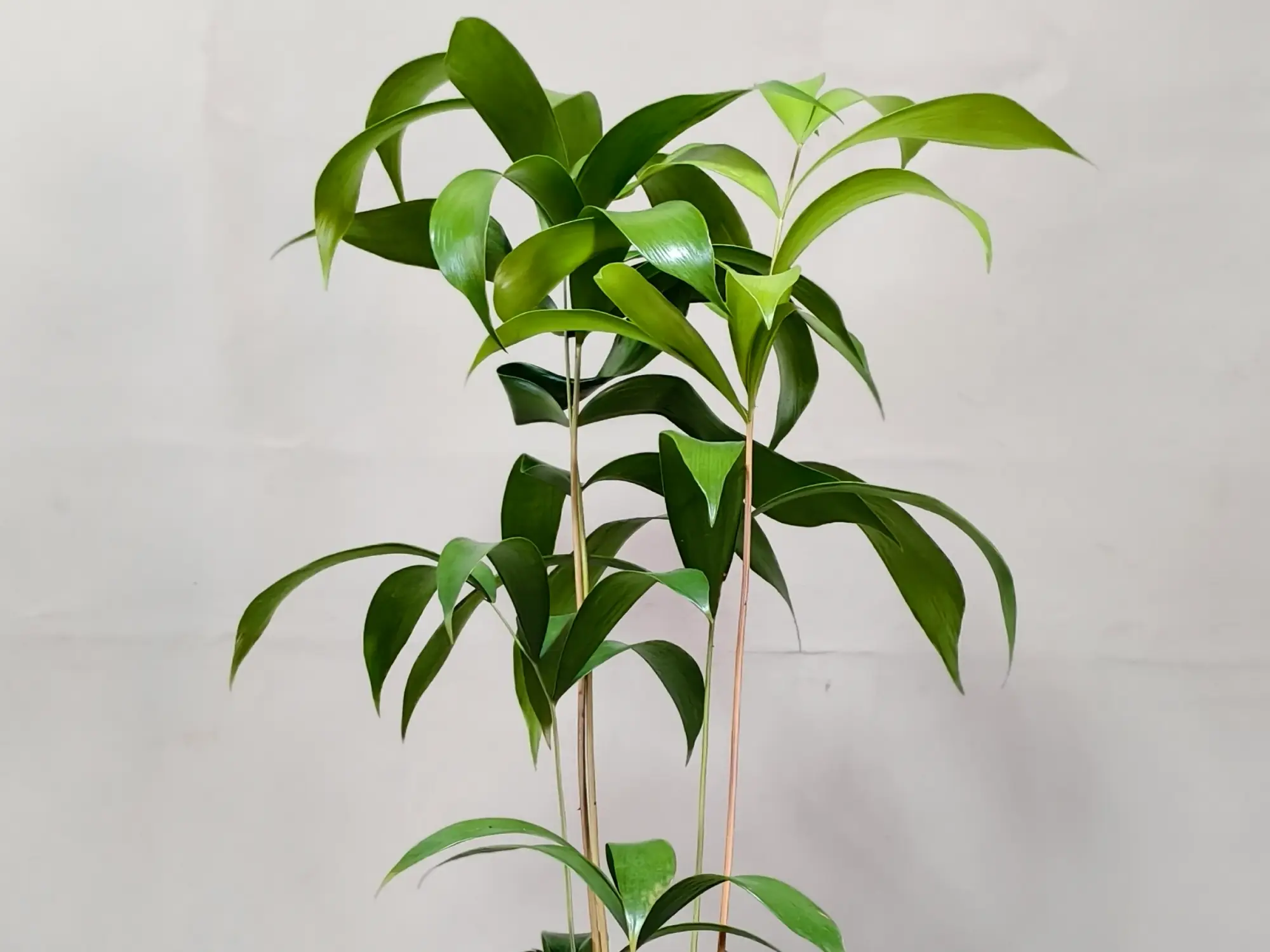 Ceratozamia Mexicana CZMEX002