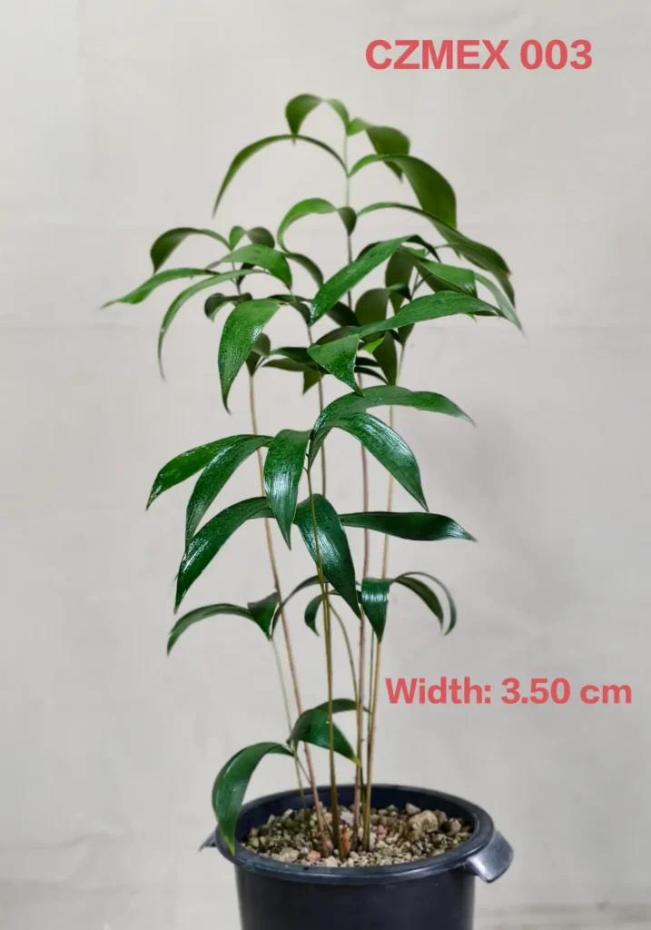 Ceratozamia Mexicana (CZMEX003)
