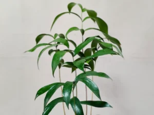 Ceratozamia Mexicana CZMEX003