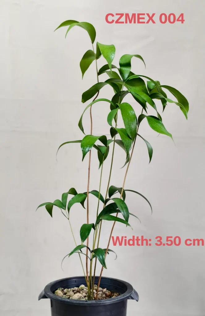 Ceratozamia Mexicana (CZMEX004)