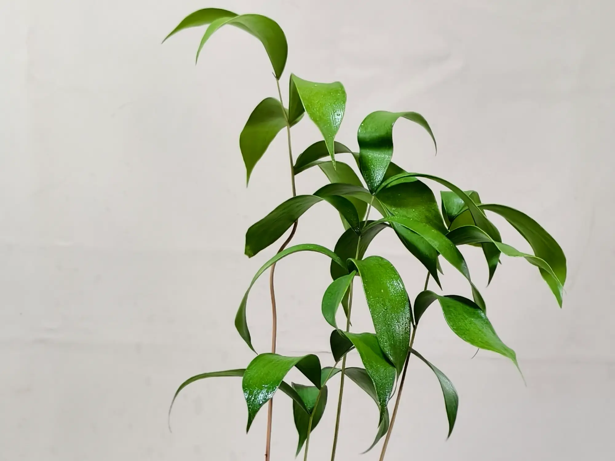 Ceratozamia Mexicana CZMEX004