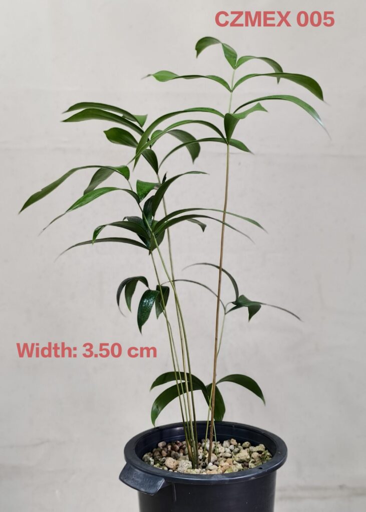 Ceratozamia Mexicana (CZMEX005)