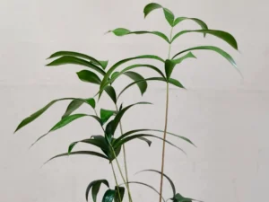 Ceratozamia Mexicana CZMEX005