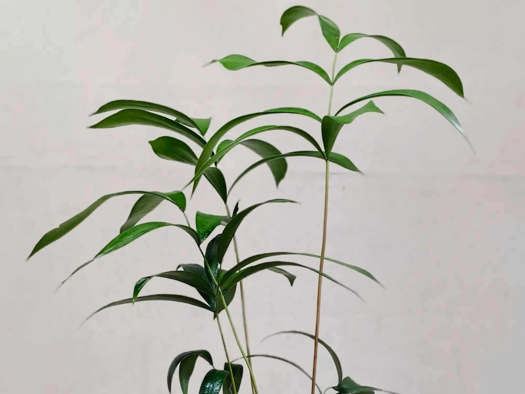 Ceratozamia Mexicana CZMEX005