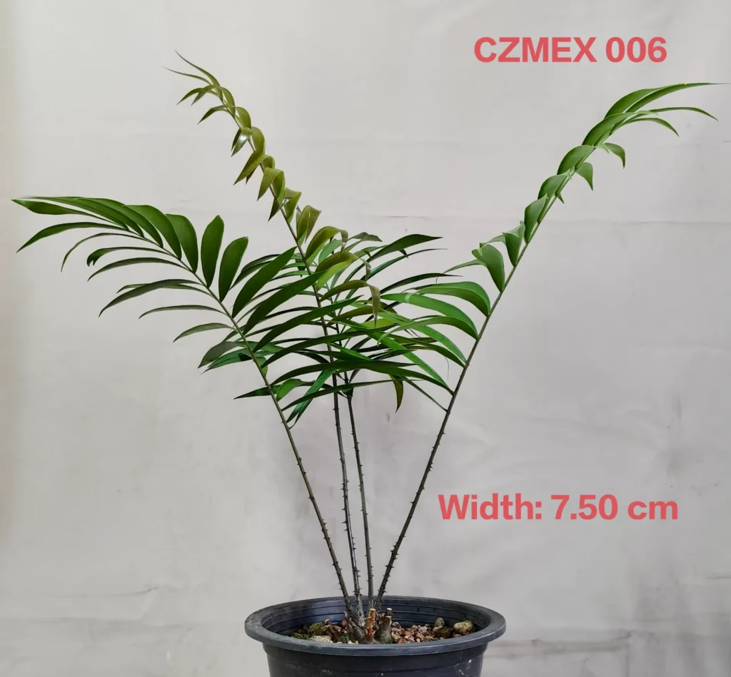 Ceratozamia Mexicana (CZMEX006)