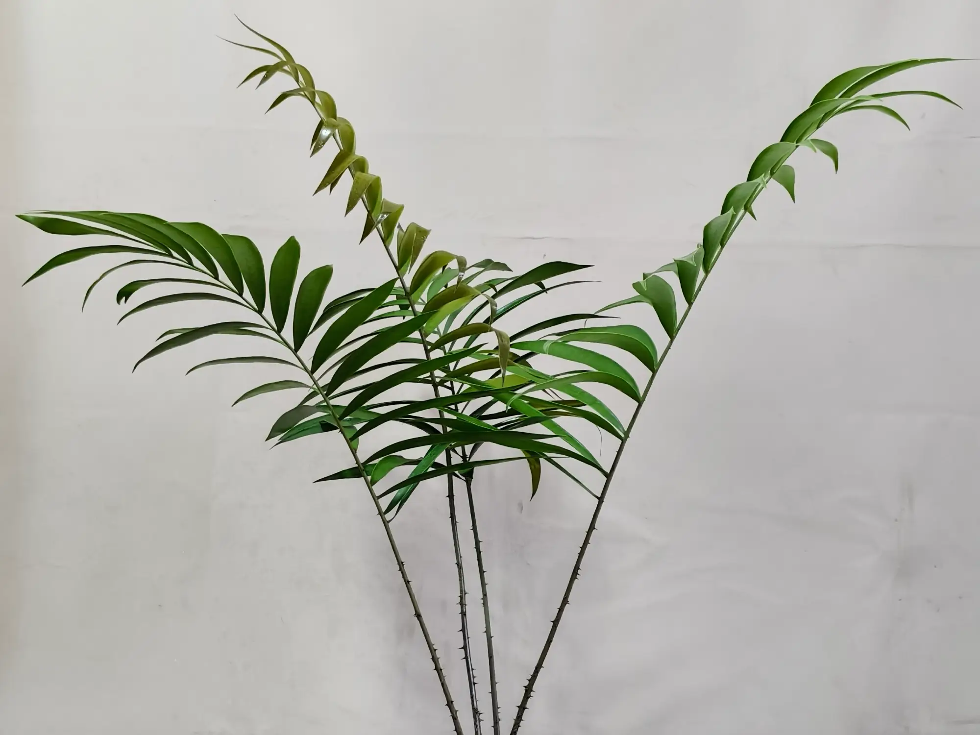 Ceratozamia Mexicana CZMEX006