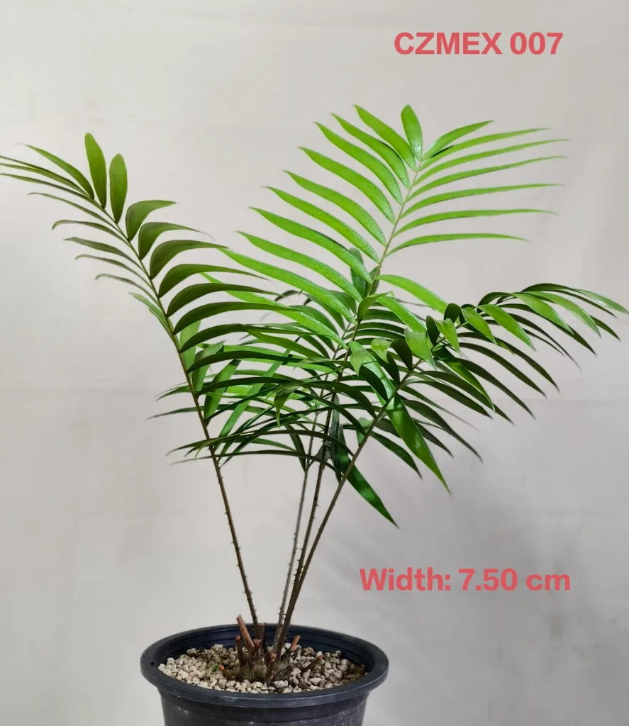 Ceratozamia Mexicana (CZMEX007)