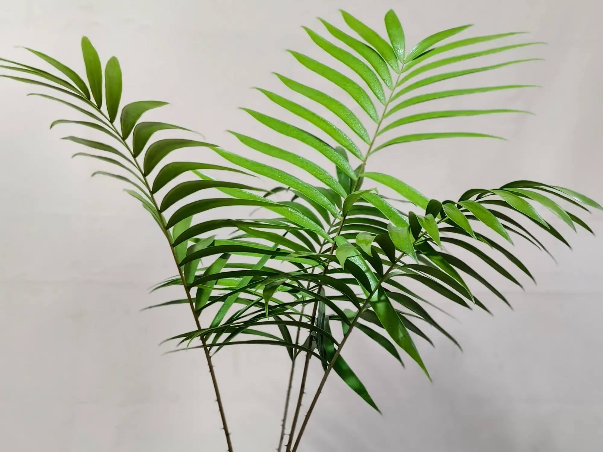 Ceratozamia Mexicana CZMEX007