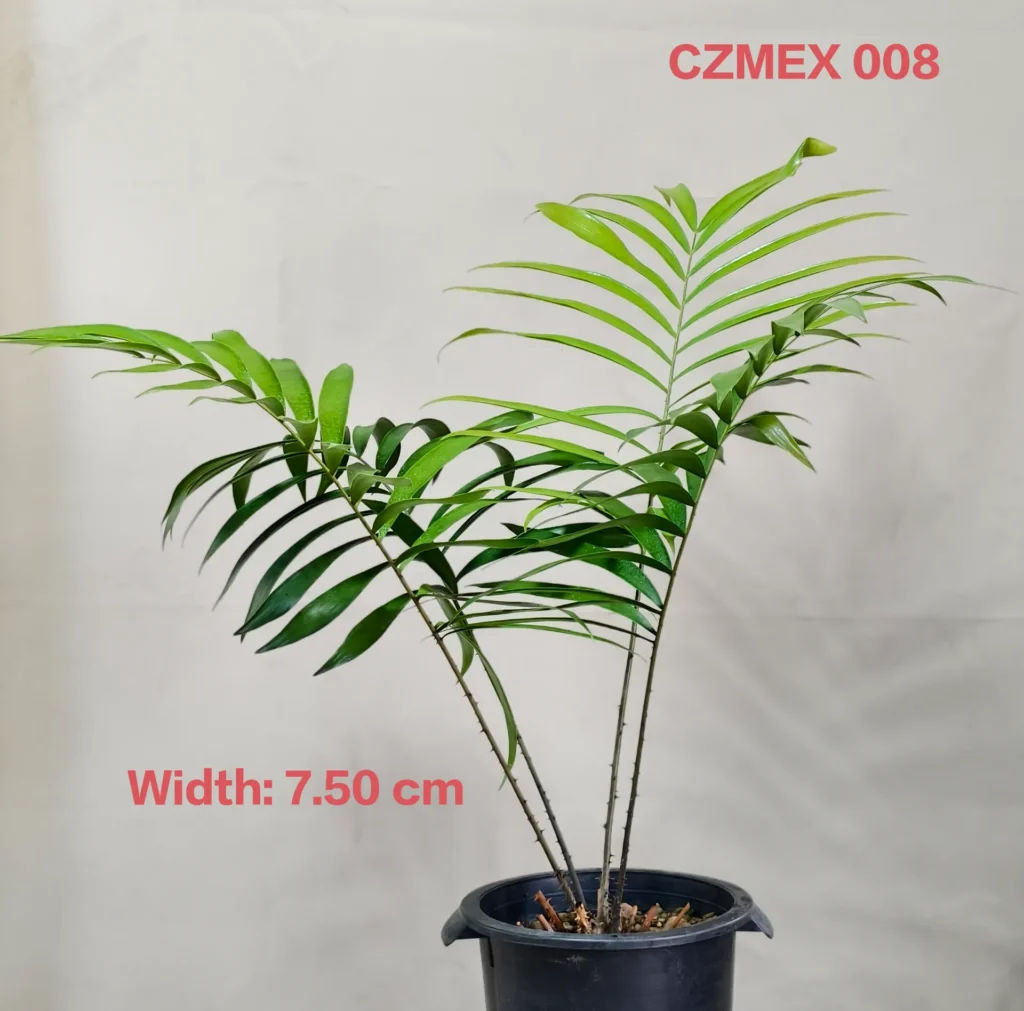 Ceratozamia Mexicana (CZMEX008)