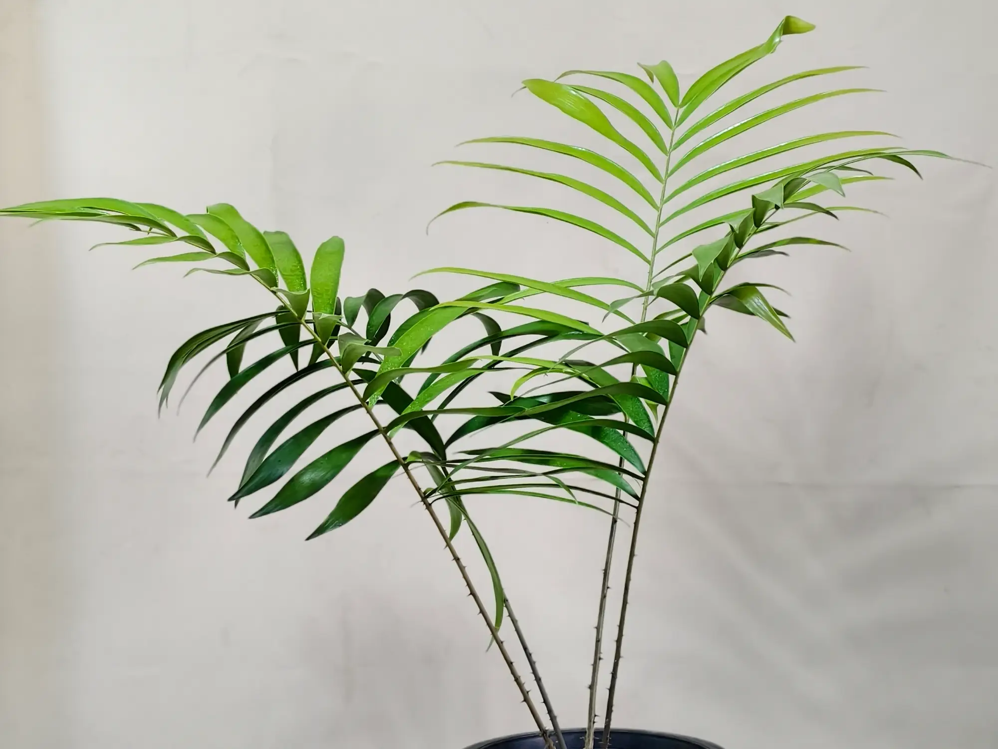 Ceratozamia Mexicana CZMEX008