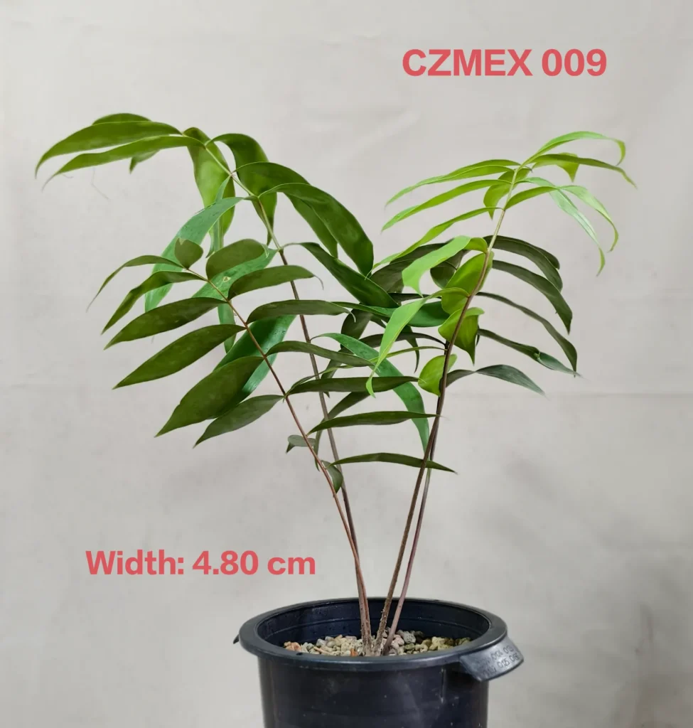 Ceratozamia Mexicana (CZMEX009)