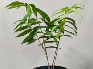 Ceratozamia Mexicana CZMEX009