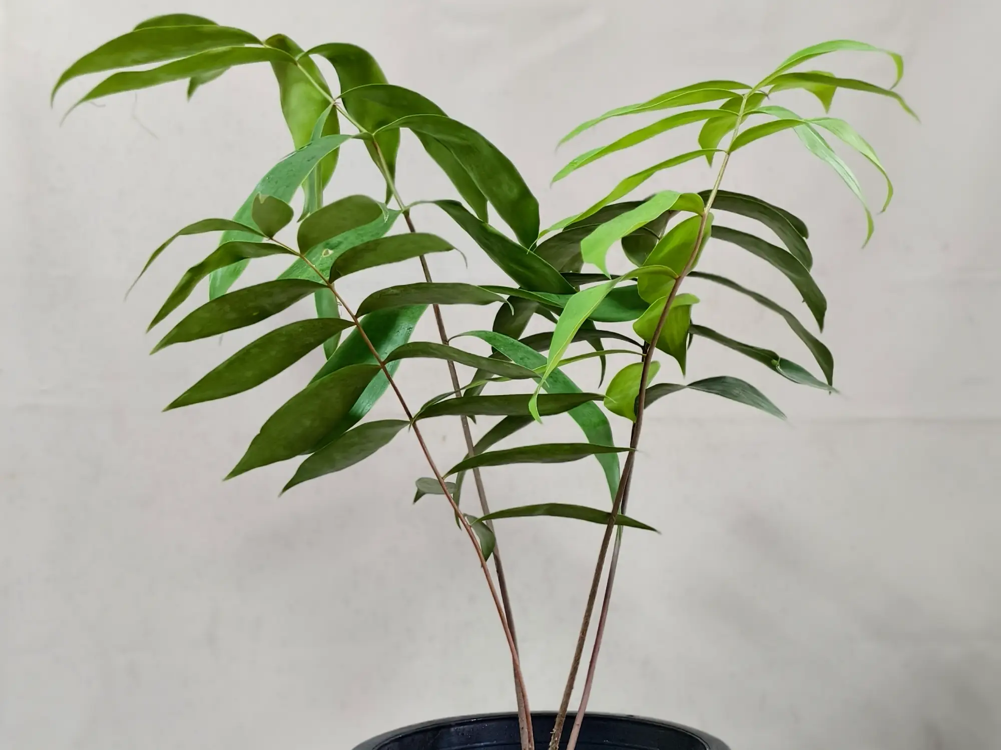Ceratozamia Mexicana CZMEX009