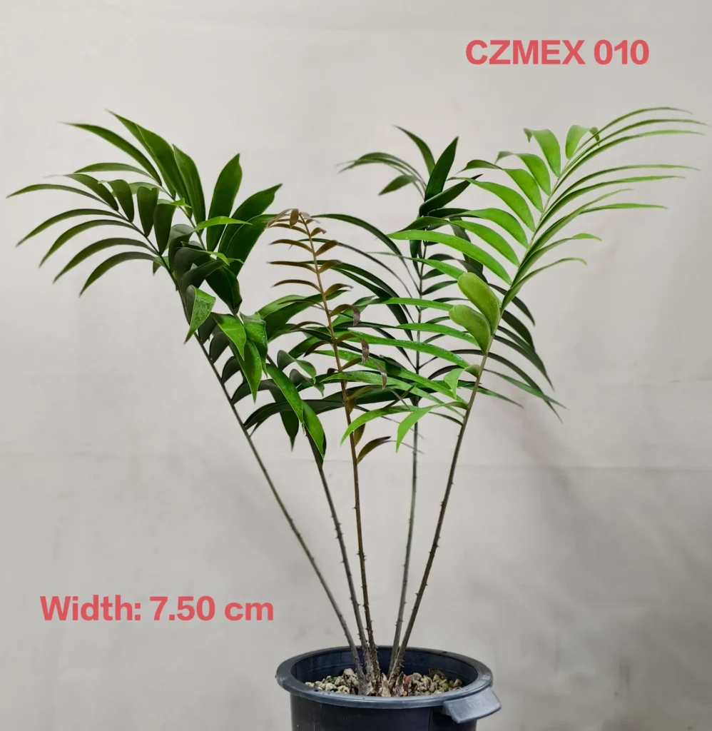 Ceratozamia Mexicana (CZMEX010)