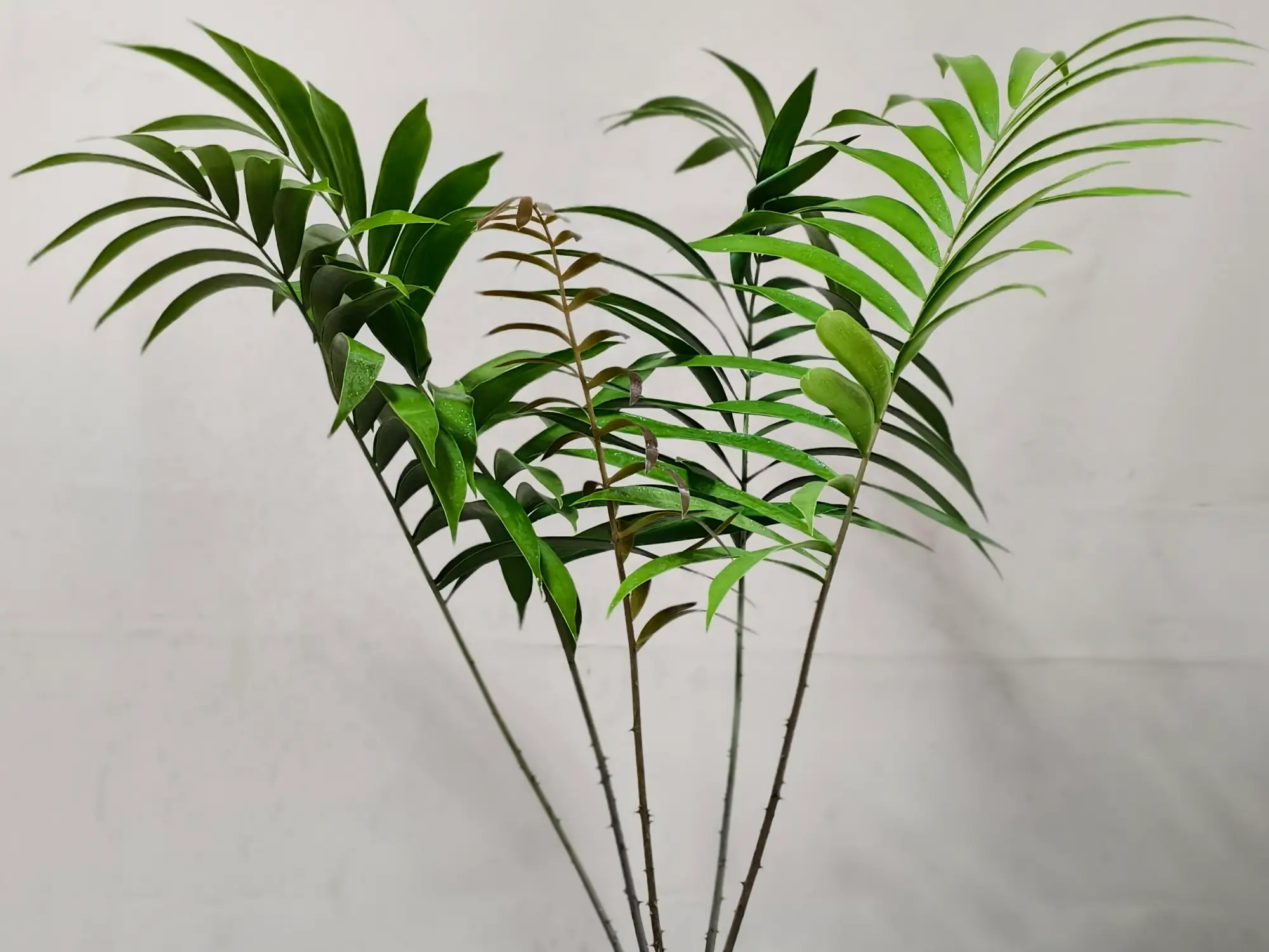 Ceratozamia Mexicana CZMEX010