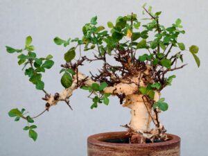 Commiphora holtziana 001