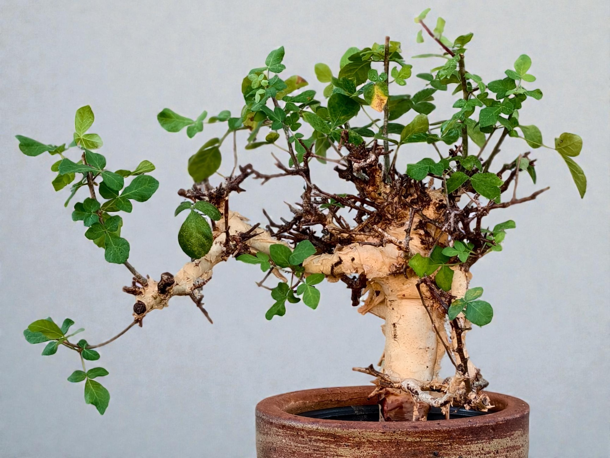 Commiphora holtziana 001