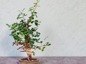 Commiphora holtziana 002