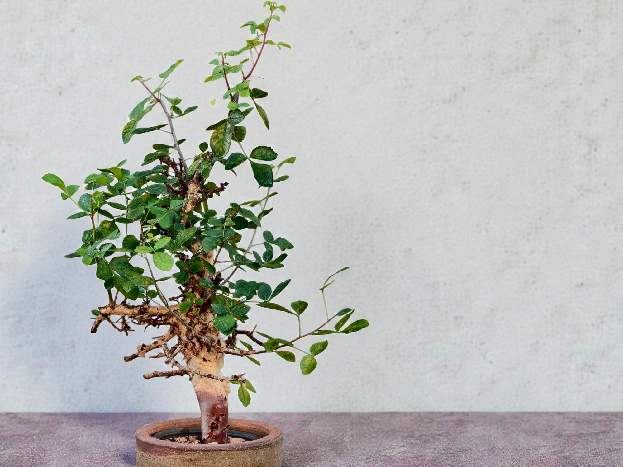 Commiphora holtziana 002