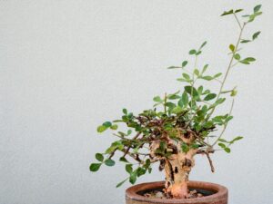 Commiphora holtziana 003