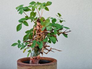 Commiphora holtziana 004