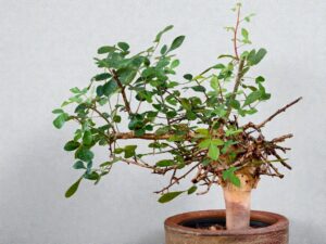 Commiphora holtziana 005
