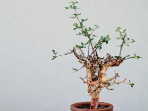 Commiphora holtziana 006