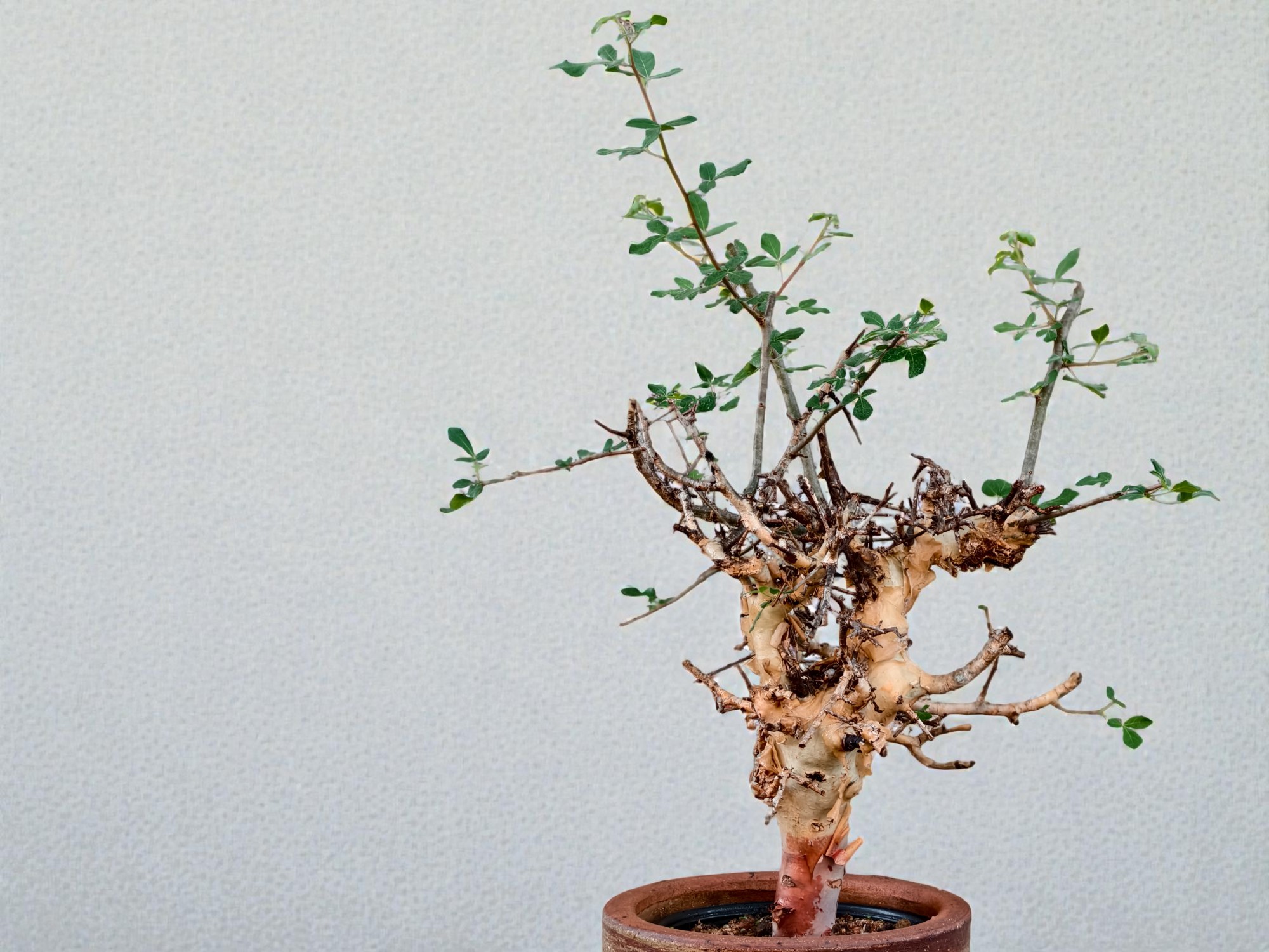 Commiphora holtziana 006