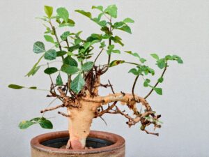 Commiphora holtziana 007