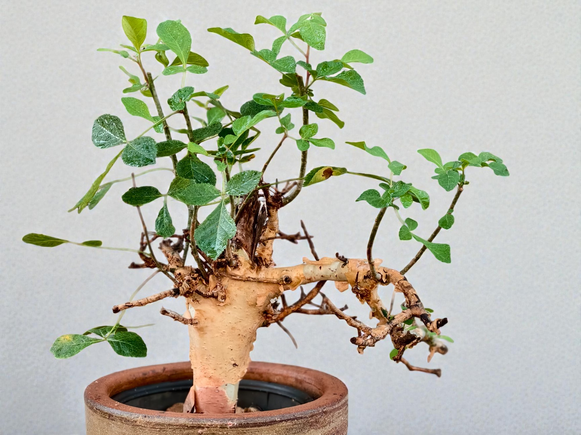 Commiphora holtziana 007