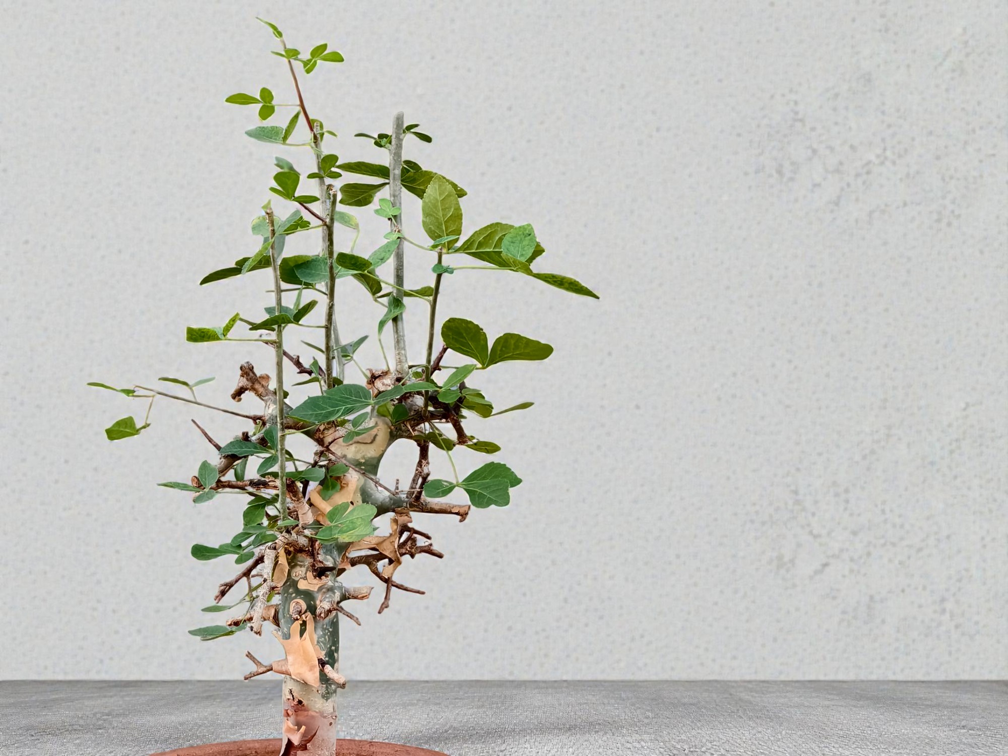 Commiphora holtziana 008