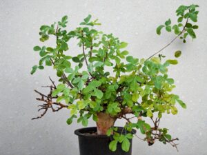 Commiphora holtziana 009