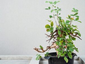 Commiphora holtziana 010