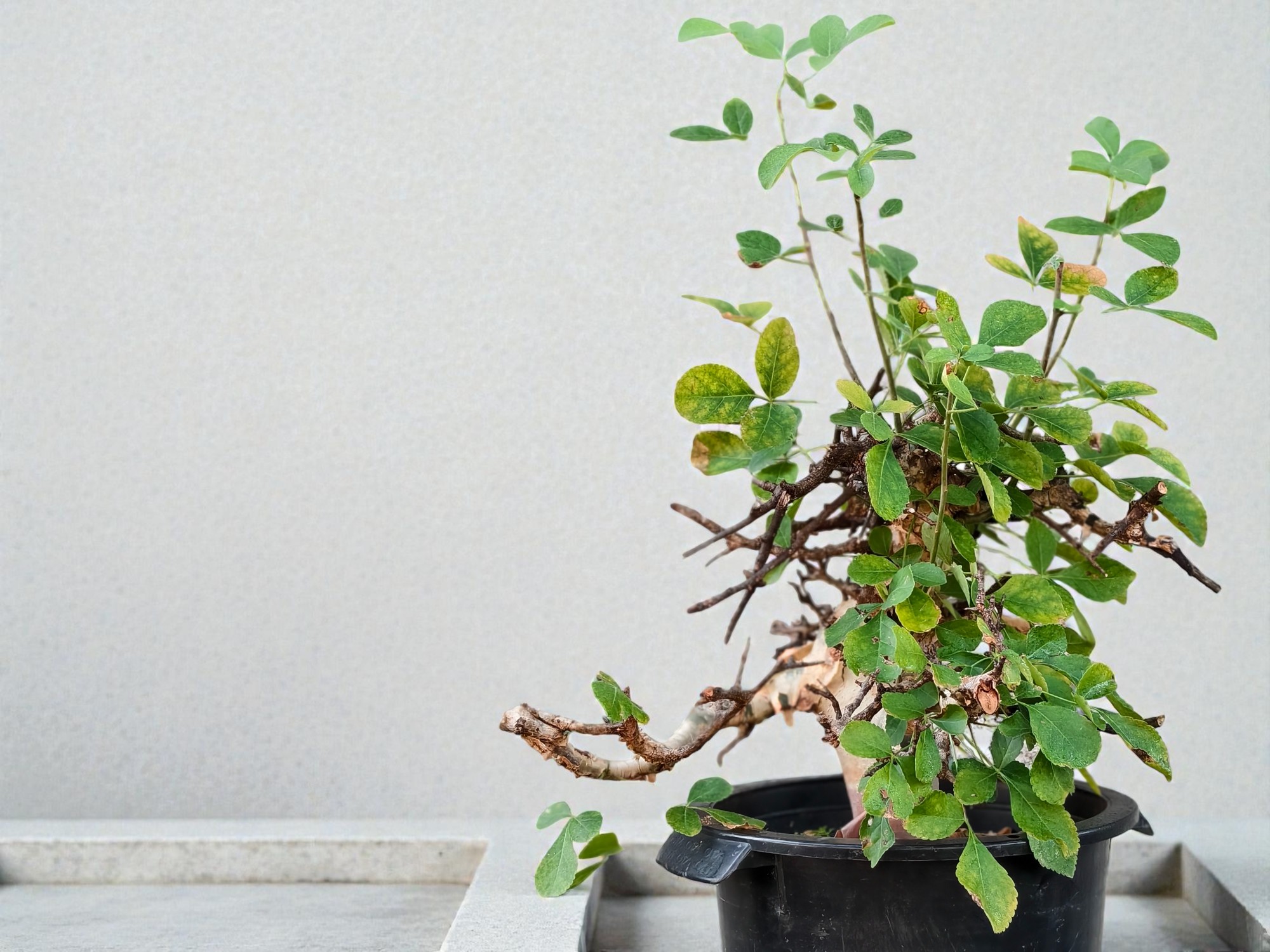 Commiphora holtziana 010