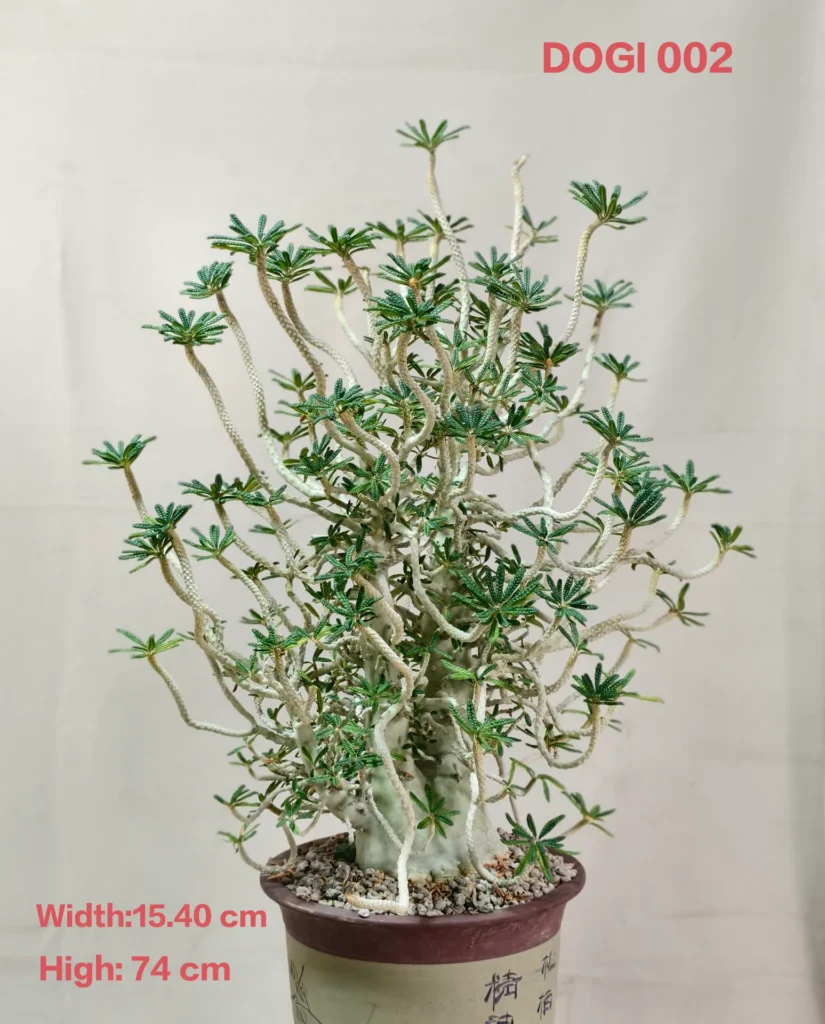 Dorstenia Gigas Bullata (DOGI002)