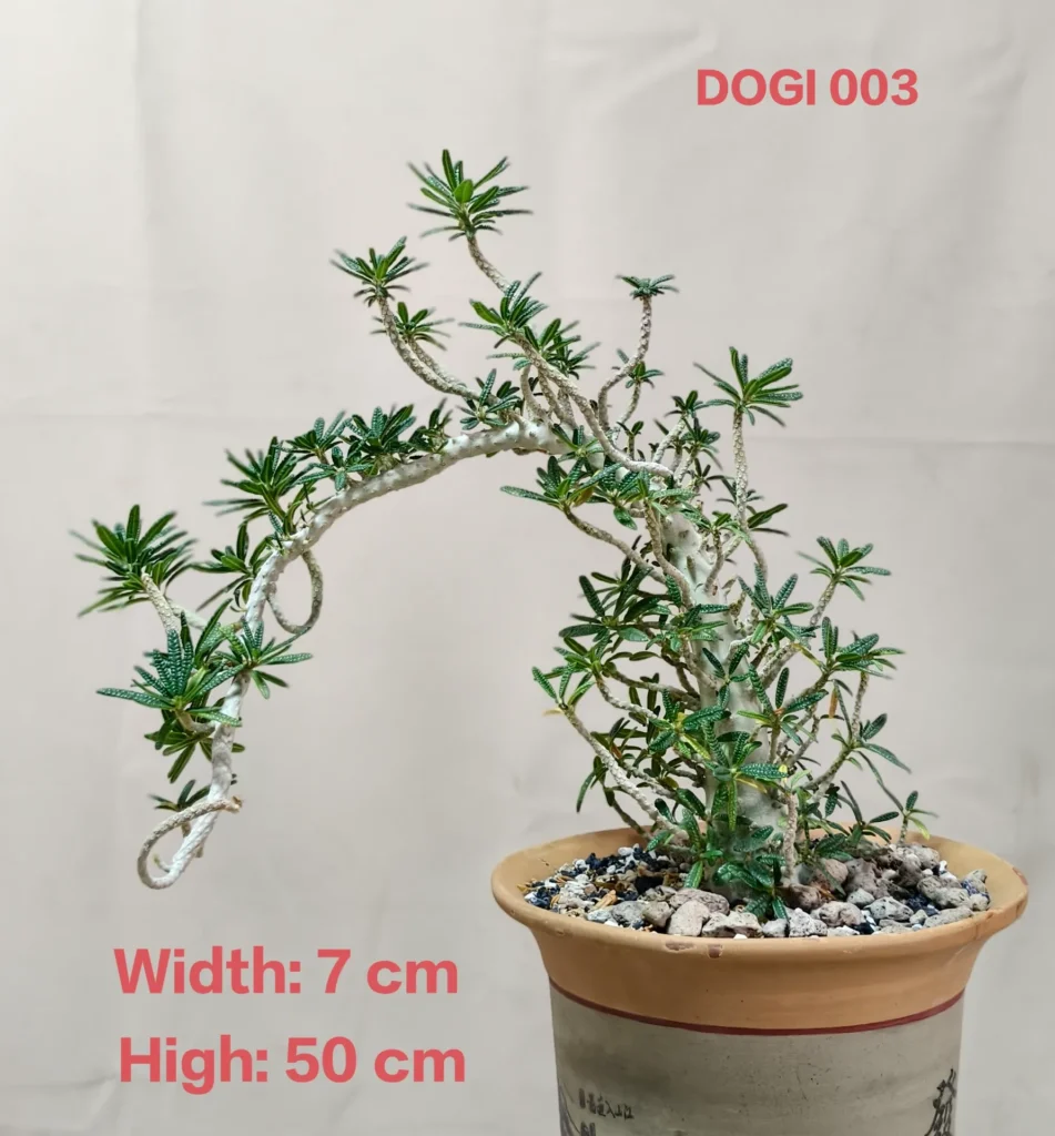 Dorstenia Gigas Bullata (DOGI003)