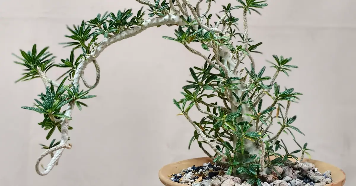 Dorstenia Gigas Bullata 003