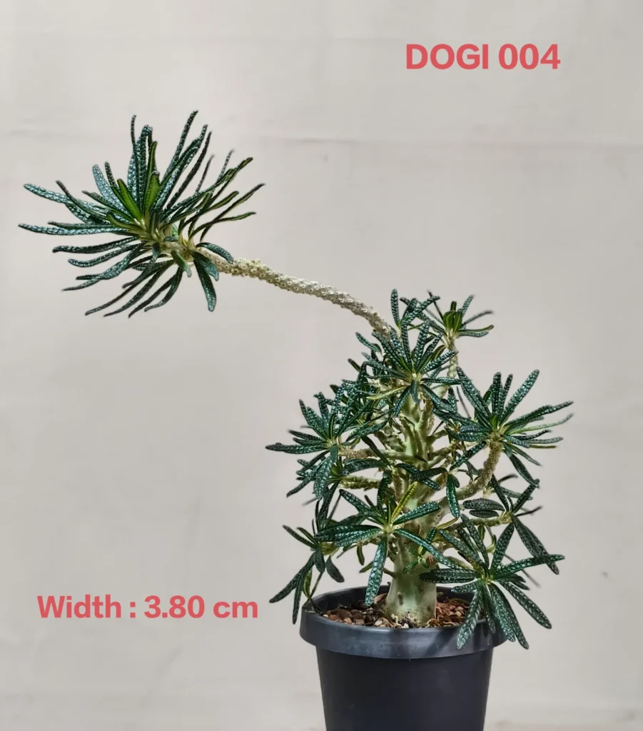 Dorstenia Gigas Bullata (DOGI004)