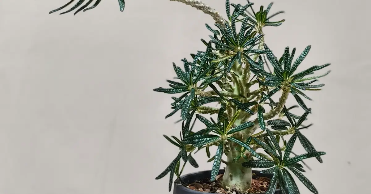 Dorstenia Gigas Bullata 004