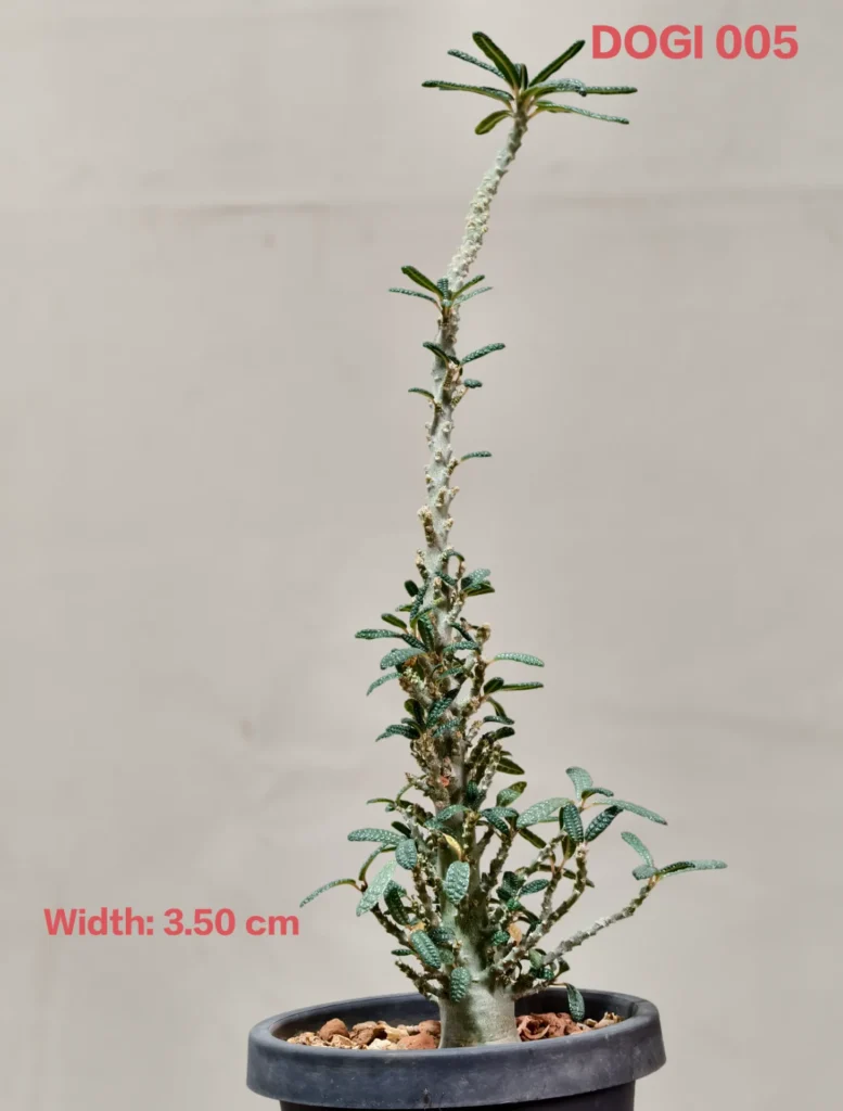 Dorstenia Gigas Bullata (DOGI005)