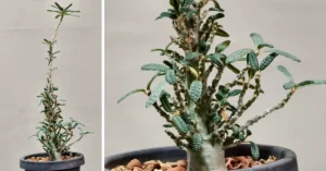 Dorstenia Gigas Bullata 005