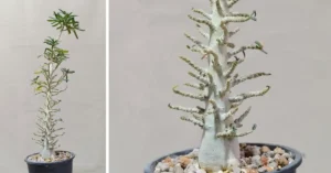 Dorstenia Gigas Bullata 006