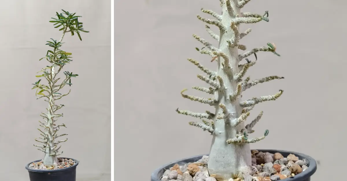Dorstenia Gigas Bullata 006
