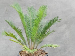 Encephalartos Cerinus 001