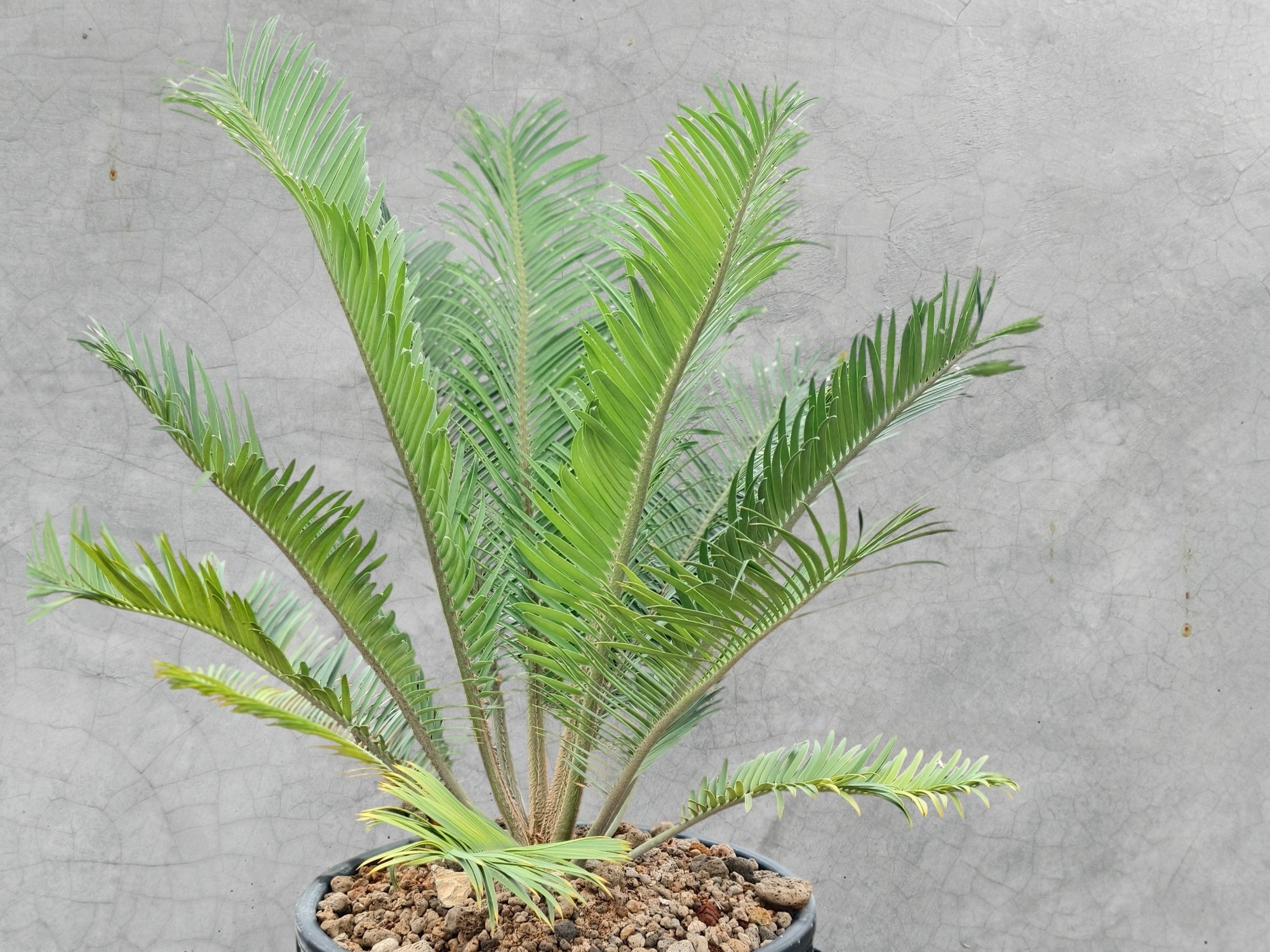 Encephalartos Cerinus 001
