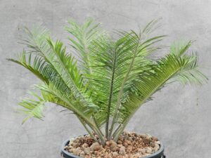 Encephalartos Cerinus 002